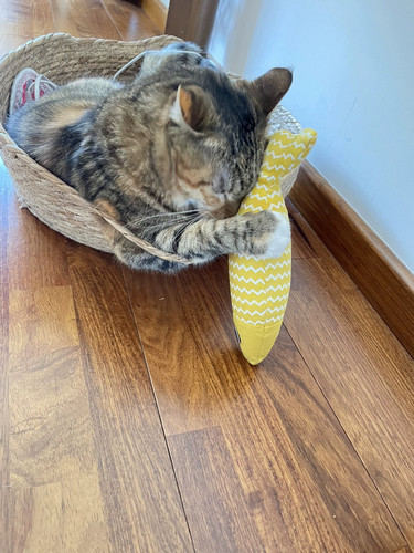 猫玩具特价清货实惠逗猫架子