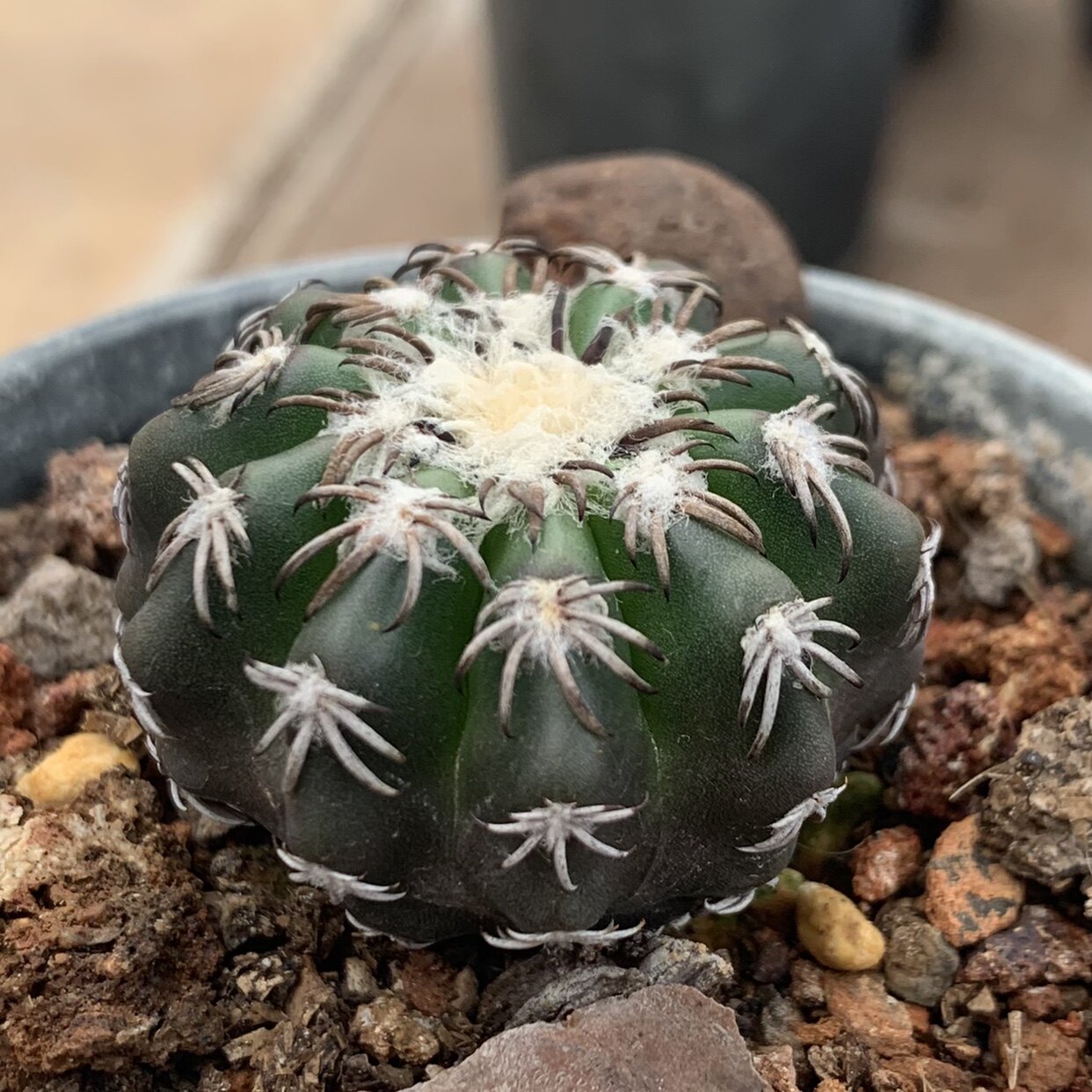 奇特球圆盘玉属仙人球实生强刺多肉植物夜开香花型一物一拍 包邮