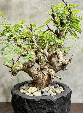 实生尼勒达乳香 多肉块根植物 形好带有甜甜的香味 庭院植物 包邮