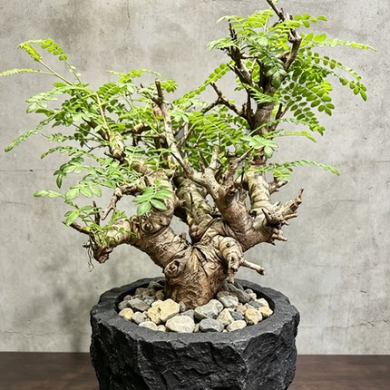 实生尼勒达乳香 多肉块根植物 形好带有甜甜的香味 庭院植物 包邮