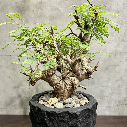 实生尼勒达乳香 多肉块根植物 形好带有甜甜的香味 庭院植物 包邮