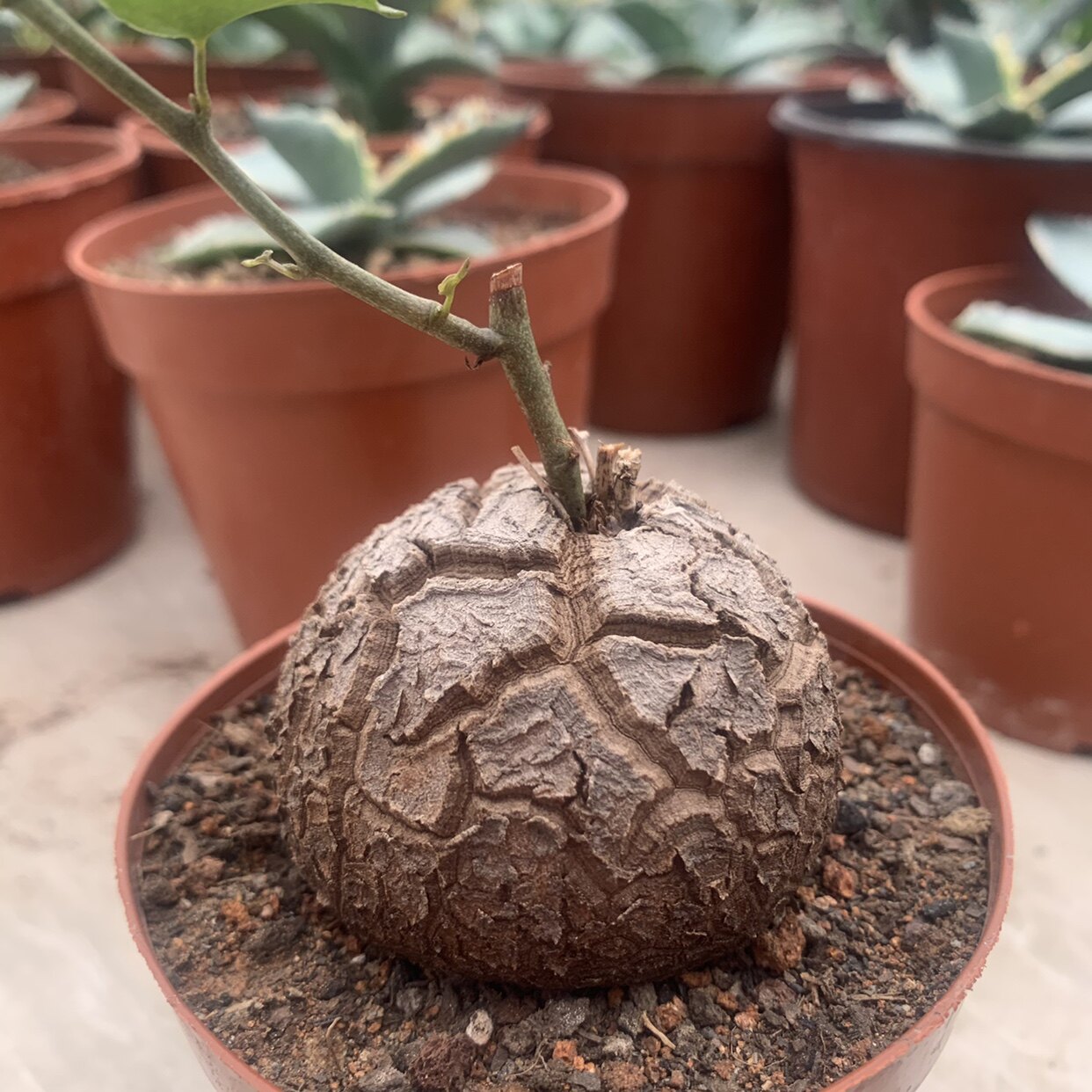 南非龟甲龙  块根植物 多肉小苗爬藤绿植 裂纹均匀冬型种易养包邮