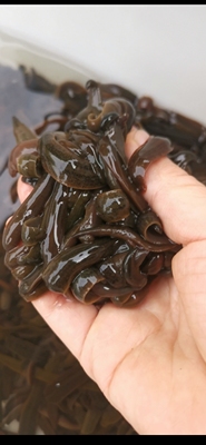 大蚂蟥钓鱼活饵水蛭鲜活钓江团肥头黄辣丁鮰鱼鳜鱼石扁头鲶鱼江钓
