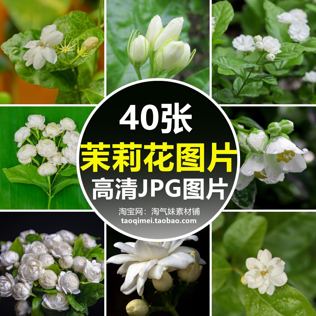 高清jpg茉莉花图片花开花朵花卉花瓣花蕊植物特写背景摄影ps素材