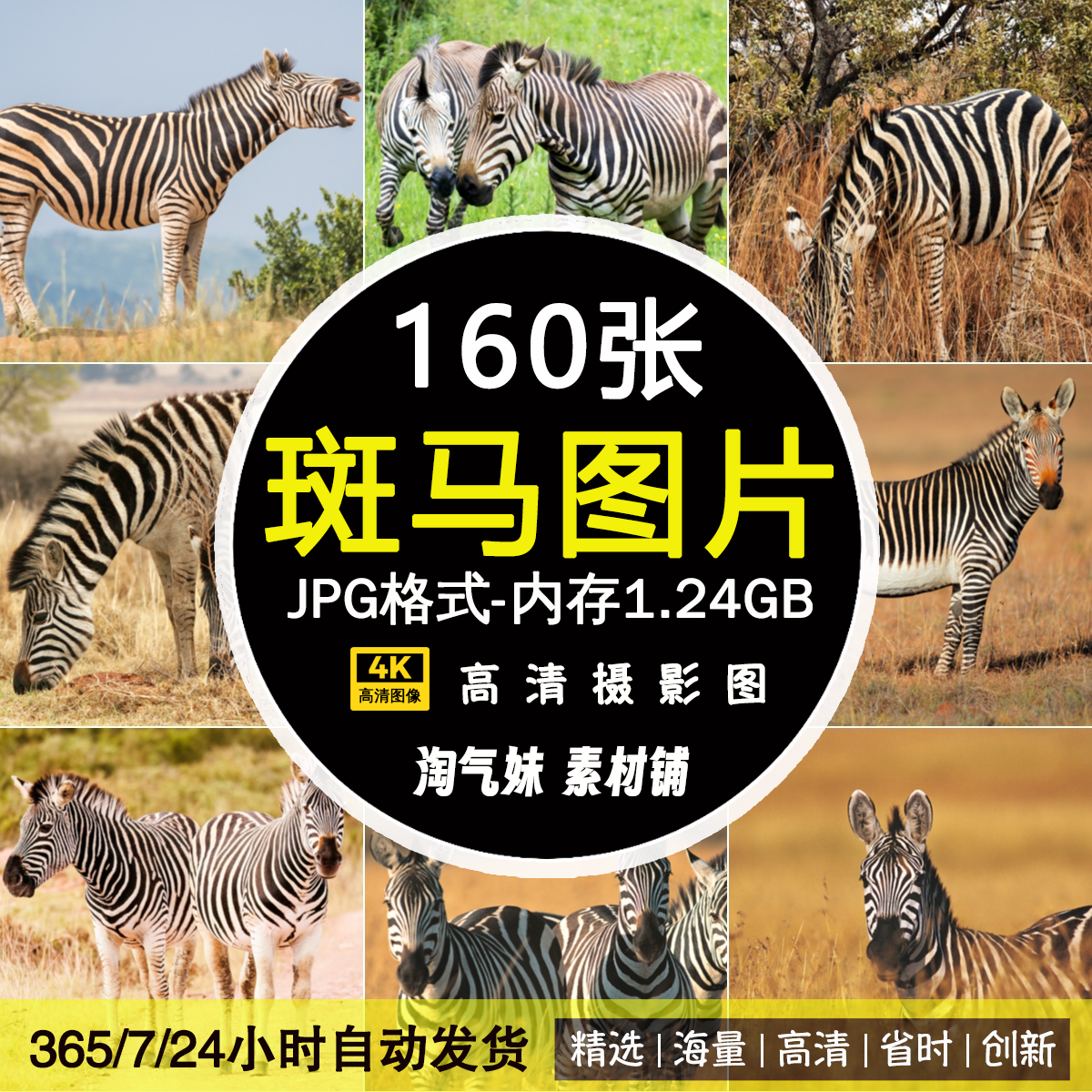 高清JPG斑马图片非洲草原野生生物大型陆地哺乳动物世界摄影素材