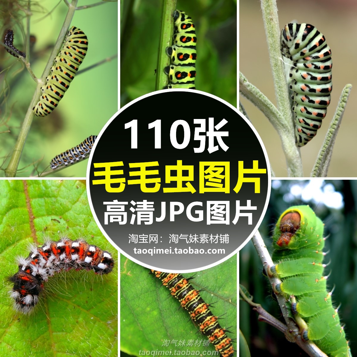 高清jpg毛毛虫图片波刺毛洋辣子赤松毛虫槐尺蛾幼虫昆虫摄影素材