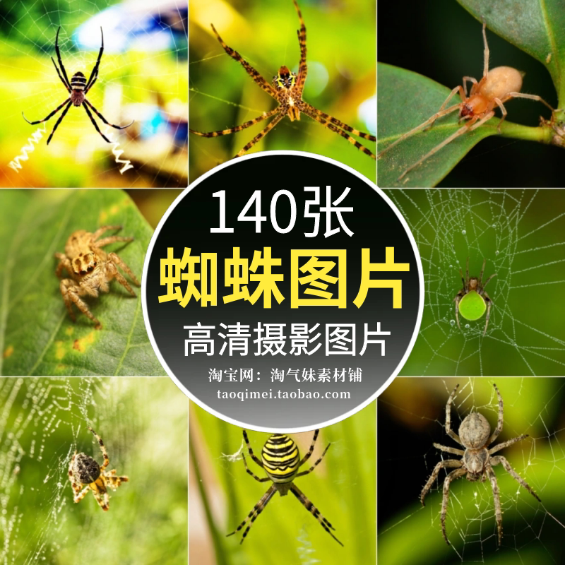 高清jpg蜘蛛图片毒蛛跳蛛结网捕食昆虫节肢动物爬虫微距摄影素材
