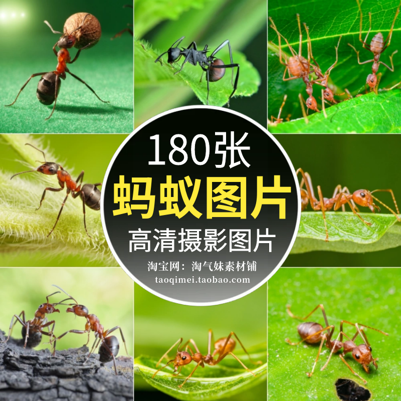 高清JPG蚂蚁图片工蚁黑蚁幼蚁节肢动物昆虫微距摄影设计参考素材