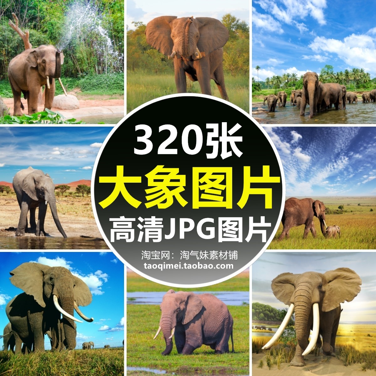 高清jpg大象图片幼象野象非洲象大象群野生动物壁纸素材摄影照片