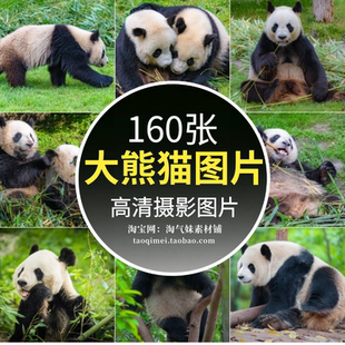 高清JPG大熊猫图片国宝熊猫可爱胖达吃竹子动物摄影照片设计素材