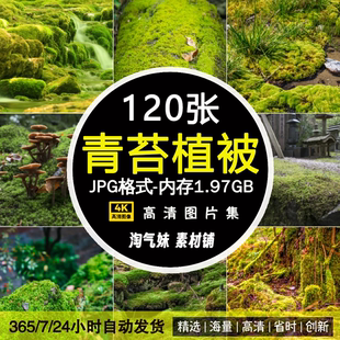 高清JPG青苔植被图片树林潮湿绿色苔藓绿荫植物草地场景摄影素材
