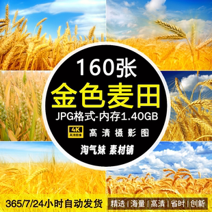 高清JPG金色麦田图片麦穗麦浪水稻小麦田地农田丰收自然风景素材