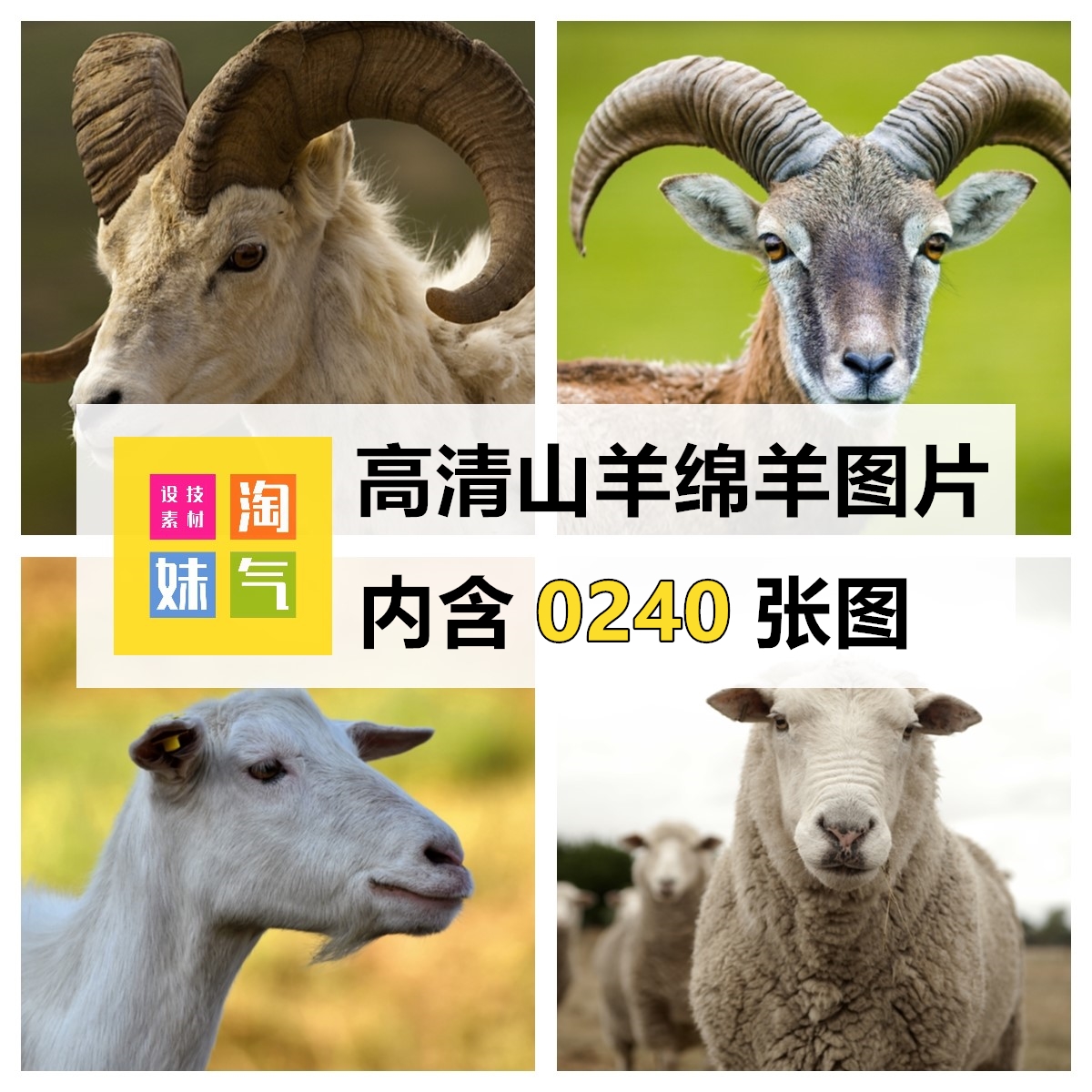jpg高清羊图片山羊绵羊羚羊群小羊羔草原牧场家畜动物设计ps素材