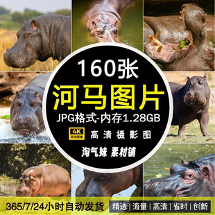 高清JPG河马图片非洲大型生物杂食淡水哺乳动物世界摄影设计素材