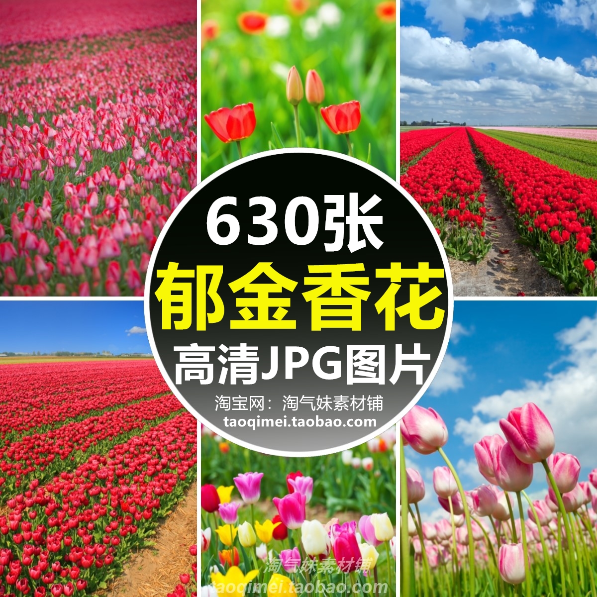 高清JPG郁金香图片花海花田花朵花卉花束鲜花盛开绽放摄影照素材