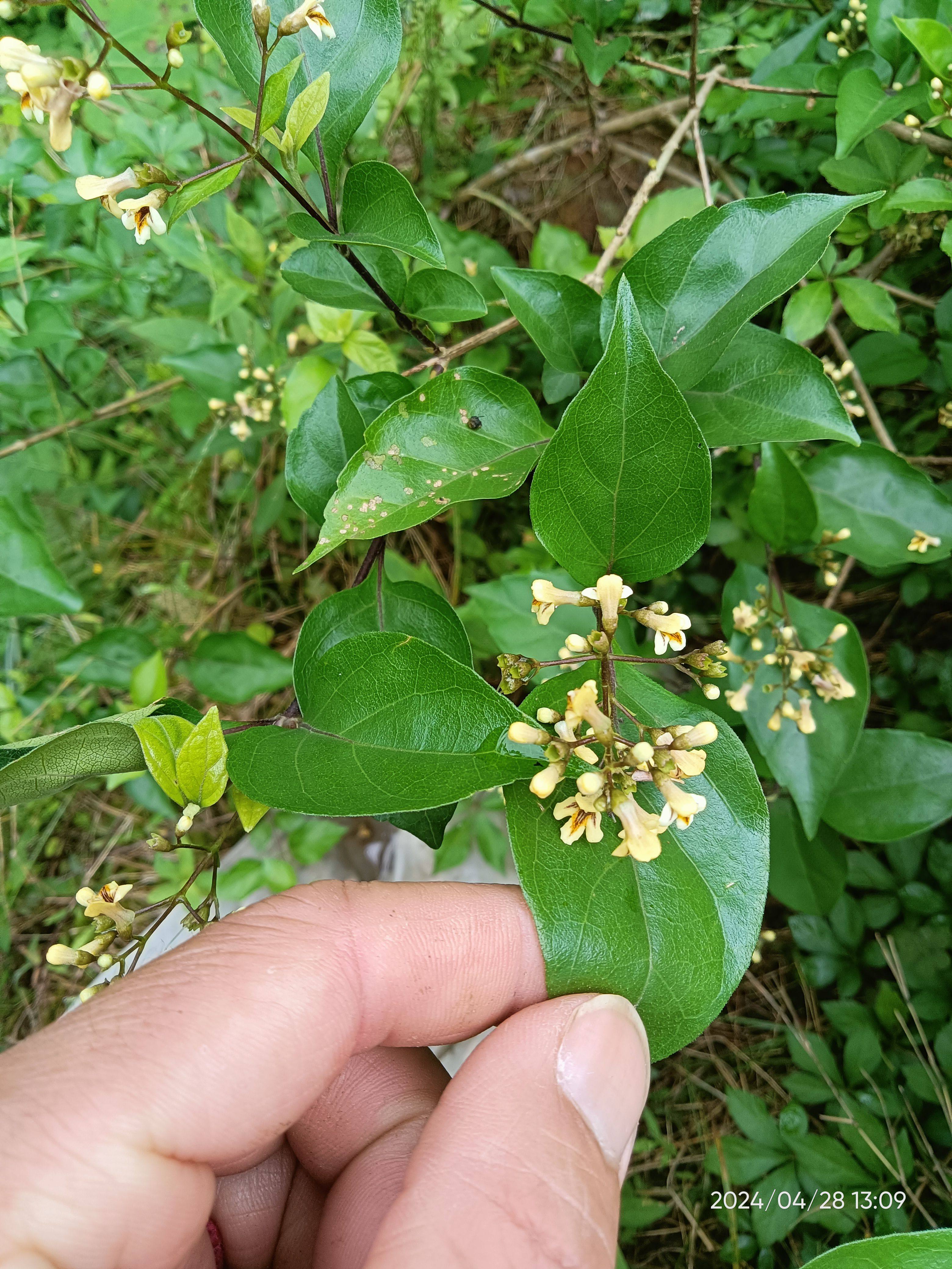 神仙豆腐绿豆腐绿凉粉天然凉粉清热解暑树苗