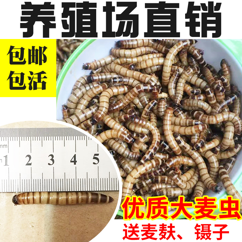 500g鲜活金龙鱼鱼饲料八哥大麦虫