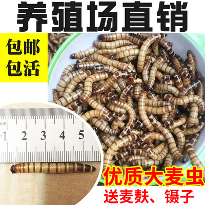 500g鲜活金龙鱼鱼饲料八哥大麦虫