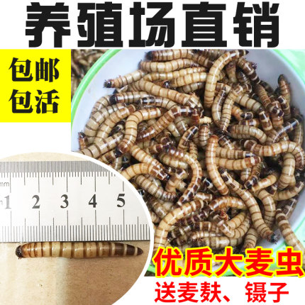 大麦虫活虫500g鲜活面包虫黄粉虫龙鱼饲料活体八哥画眉鸟食活虫子