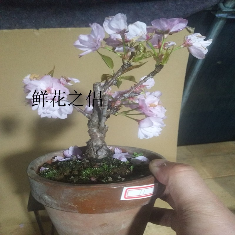 日本樱花早晚樱办公室内绿植盆景素材嫁接盆栽苗小品老桩微型盆景