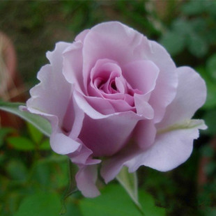 盆栽花卉大花品种月季花苗 浓香型 蓝丝带月季苗 灌木淡紫色月季