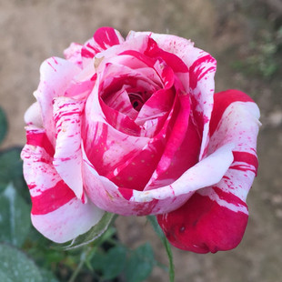 欧月月季花苗 节日礼花 大花条纹玫瑰苗 阳台盆栽 带花蔷薇花苗