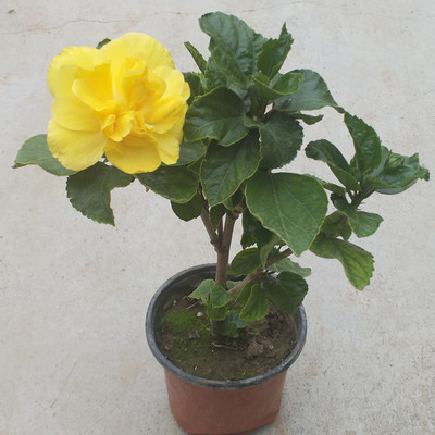 绿植盆栽重瓣牡丹扶桑花苗