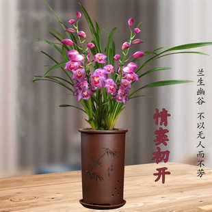 品质兰花建兰名品【情窦初开】高档名贵花卉名品花开漂亮室内盆栽