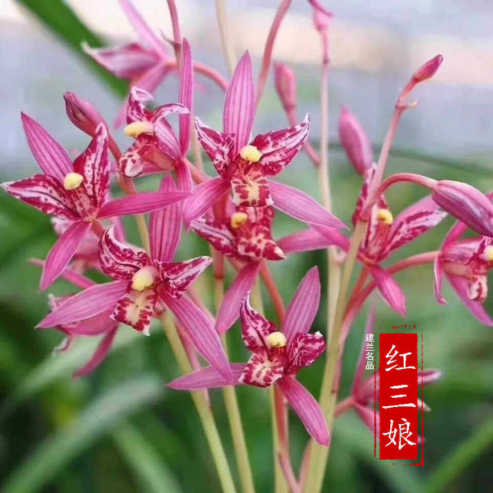 四季建兰名品【红三娘】兰花苗开花浓香型办公室花卉室内盆栽绿植