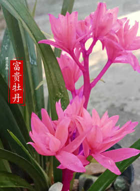 建兰系列兰花【富贵牡丹】名品四季兰高档名贵室内盆栽植物花卉