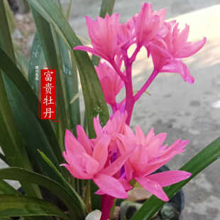 建兰系列兰花【富贵牡丹】名品四季兰高档名贵室内盆栽植物花卉