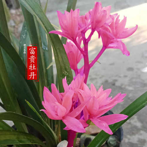 建兰系列兰花富贵牡丹名品