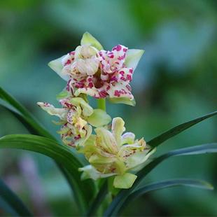 常青 建兰开花浓香型花卉绿植物室内四季 兰花苗盆栽奇花 水晶龙