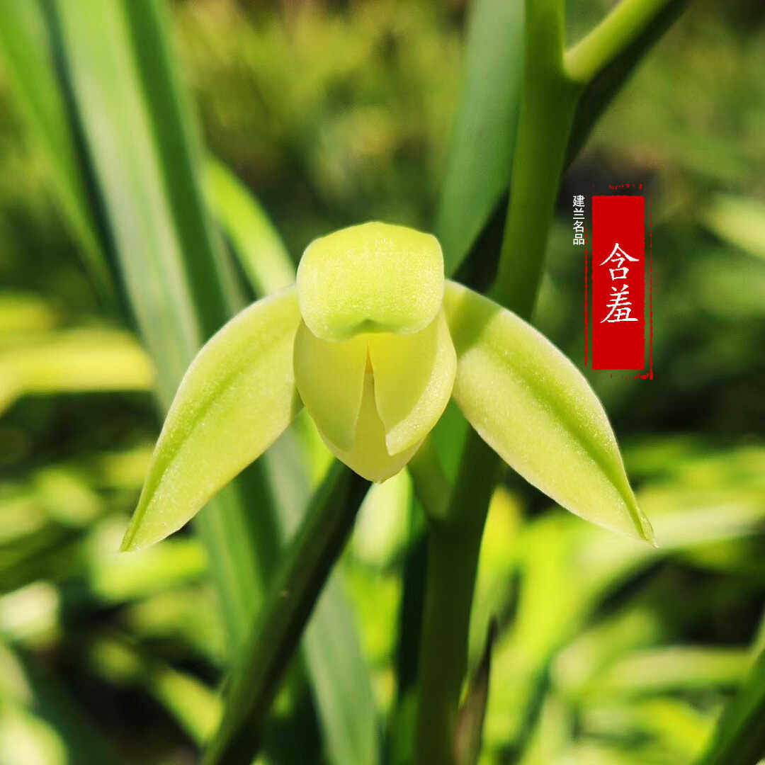 建兰四季兰盆栽开花浓香型