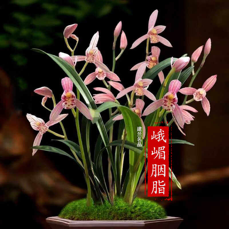 兰花苗建兰铭品【峨眉胭脂】精品浓香型室内客厅阳台兰花绿植盆栽