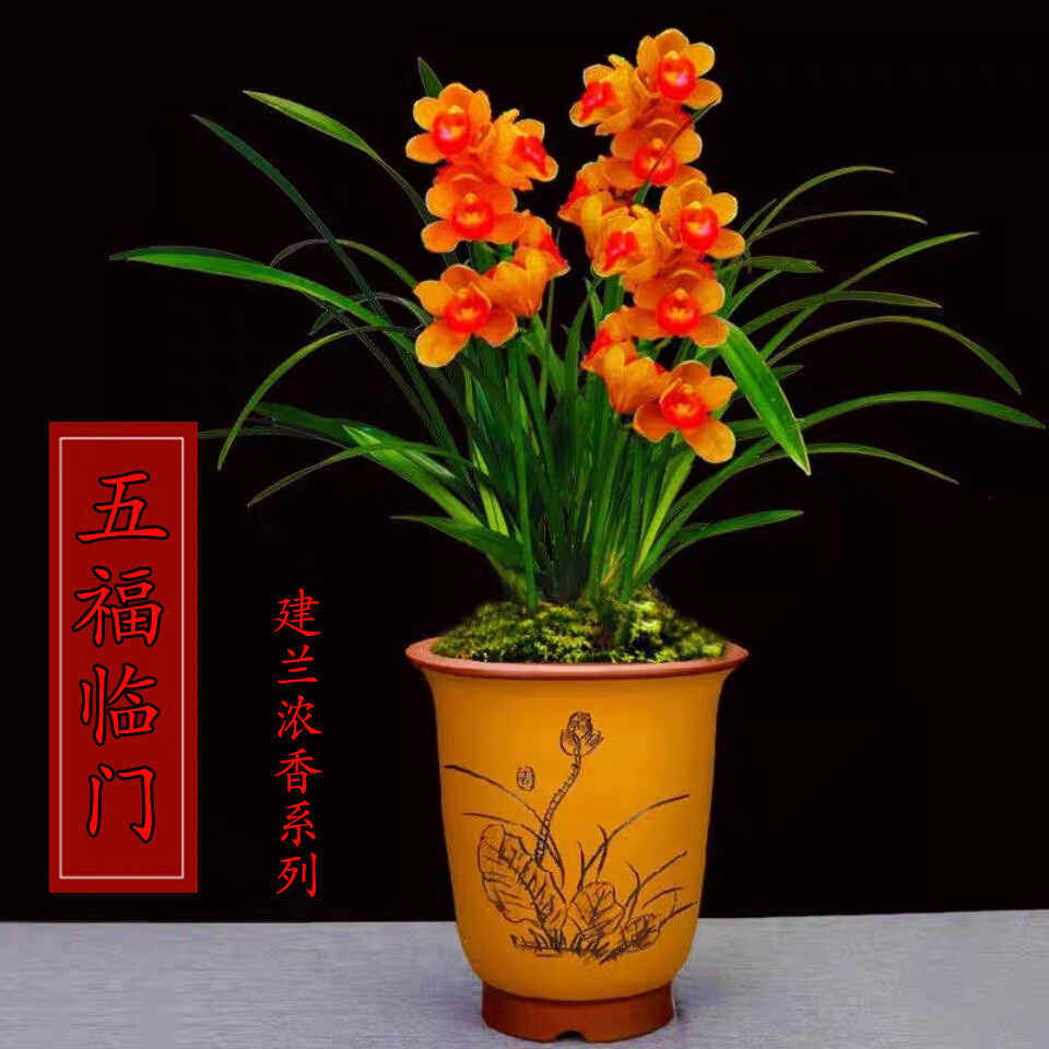 室内盆栽花卉浓香阳台五福临门