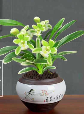 兰花金边矮种【花中君子】浓香型建兰名品兰花名贵兰草室内盆栽