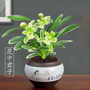 兰花金边矮种【花中君子】浓香型建兰名品兰花名贵兰草室内盆栽