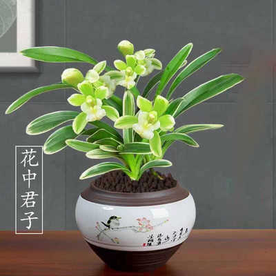 浓香型金边矮种兰花建兰