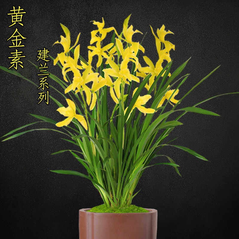 客厅好养花卉名贵室内绿植浓香
