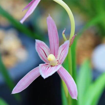 兰花盆栽【火烈鸟】名贵建兰兰苗室内花卉植物桌面绿植四季好养