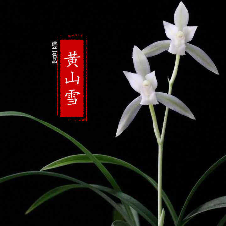 兰花苗老种建兰四季兰名品【黄山雪】开花浓香型室内花卉好养盆栽