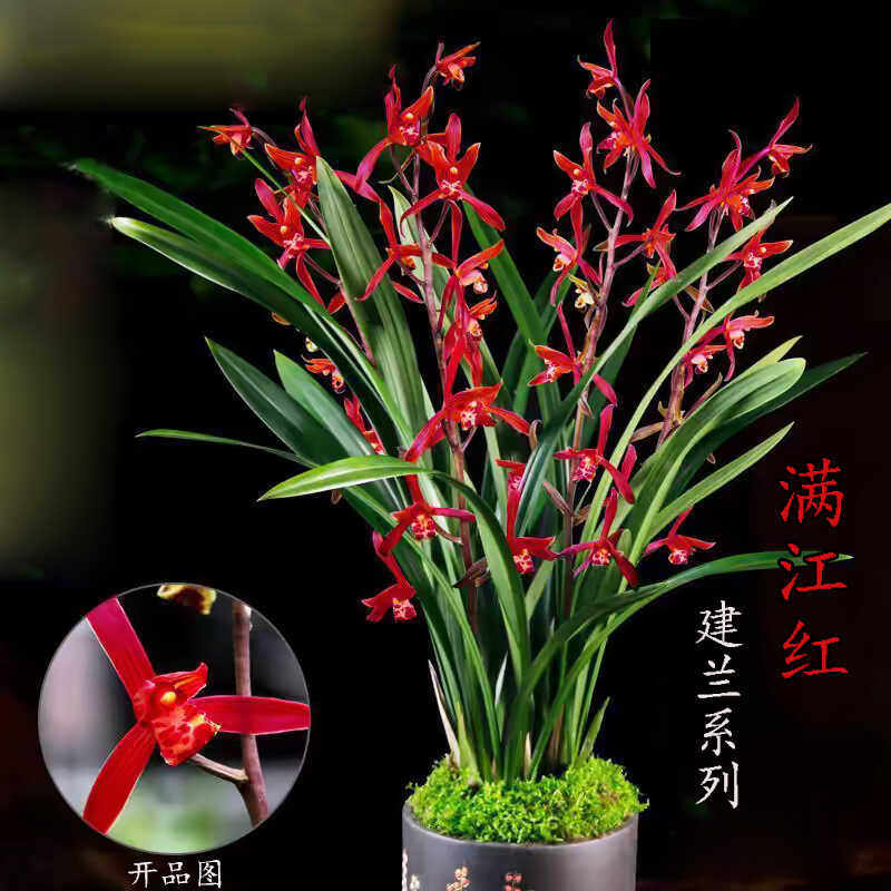 建兰名品【满江红】名贵兰花矮种浓香办公桌面花高档盆栽室内绿植