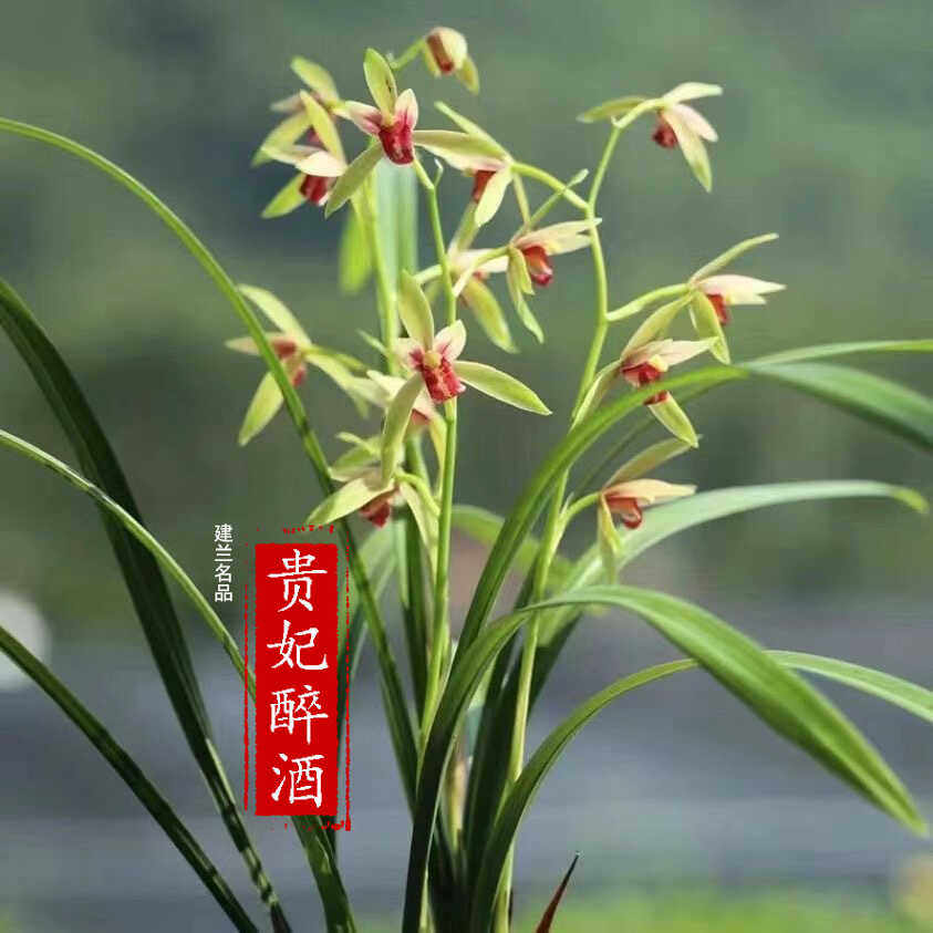 兰花建兰四季兰贵妃醉酒