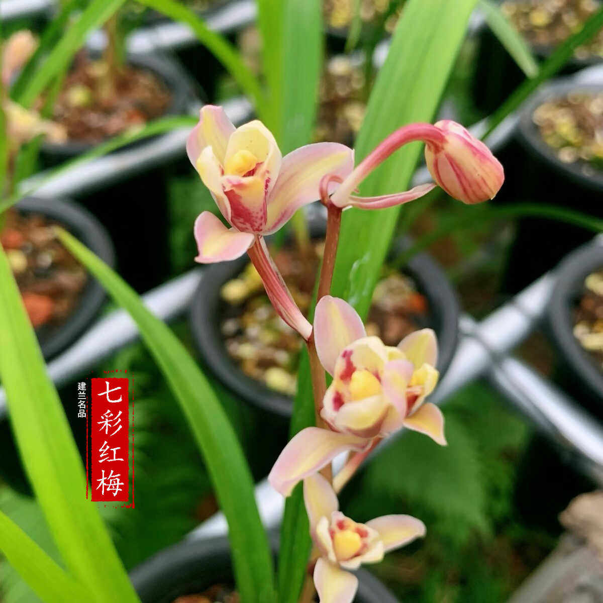 名贵兰花盆栽建兰七彩红梅