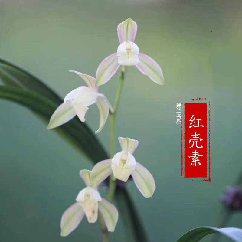 绿植盆栽室内红壳素浓香型兰花