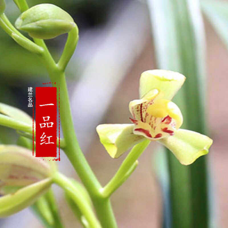 绿植盆栽阳台室内客厅兰花苗