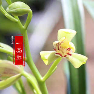 兰花苗建兰名品【一品红】花开浓香型 室内客厅阳台兰花绿植盆栽