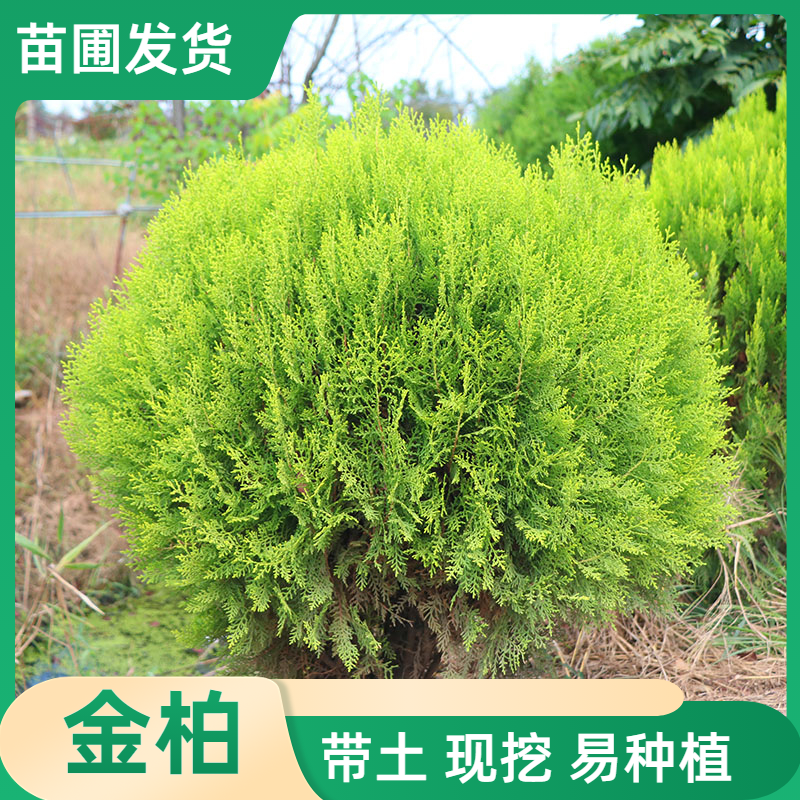 洒金柏千头柏盆景素材