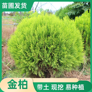 金柏树苗黄金柏树洒金柏千头柏盆景素材洒金柏小苗庭院工程绿化苗